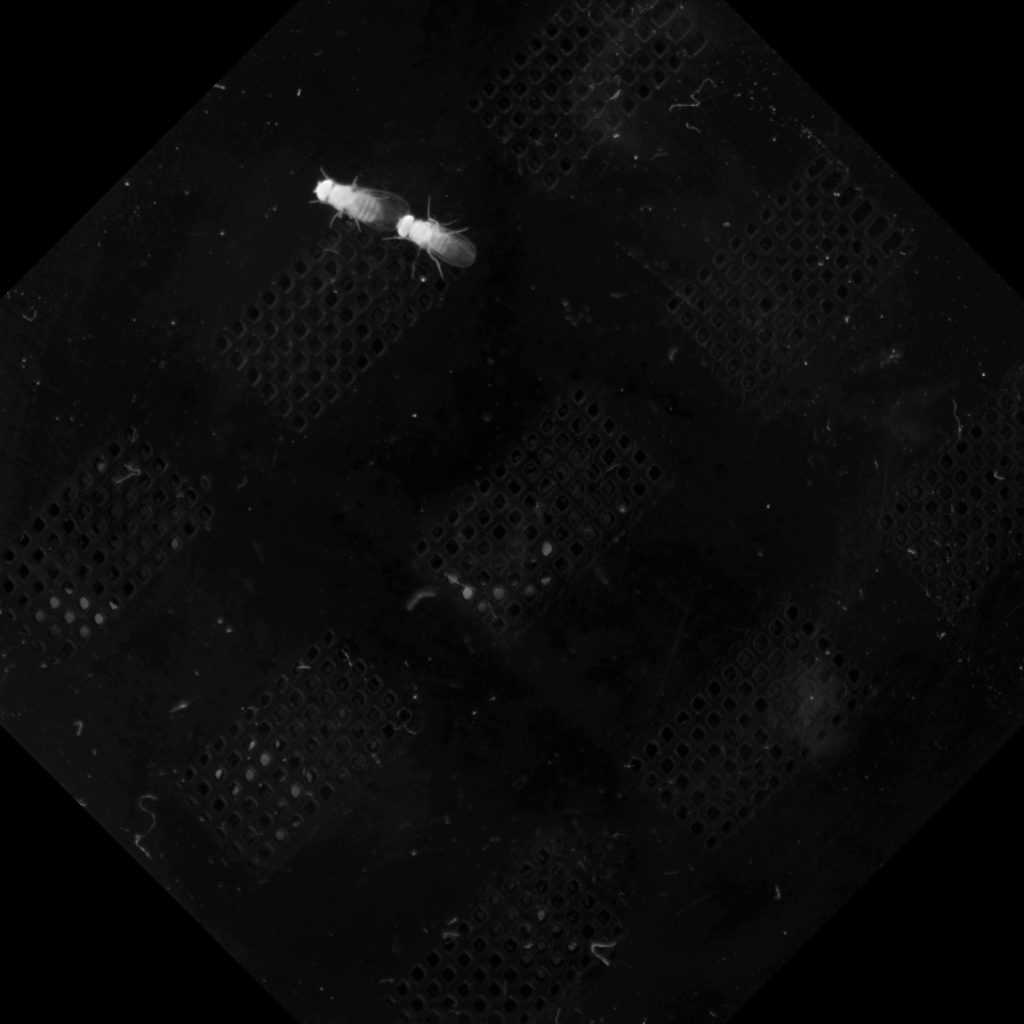 Rotate 45 degrees clipped