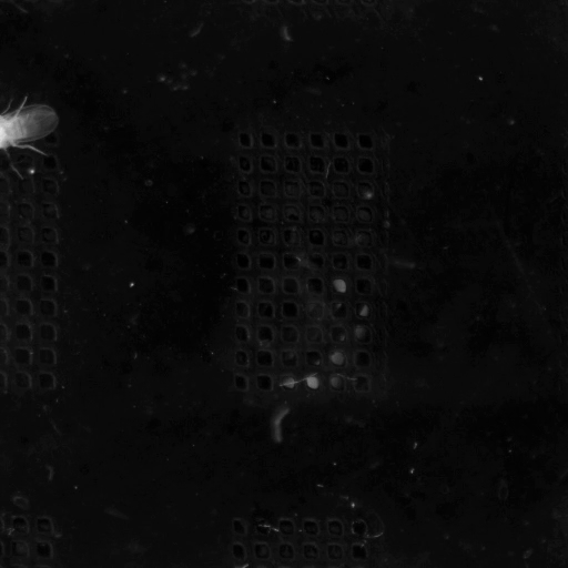 Crop with normalized coordinates