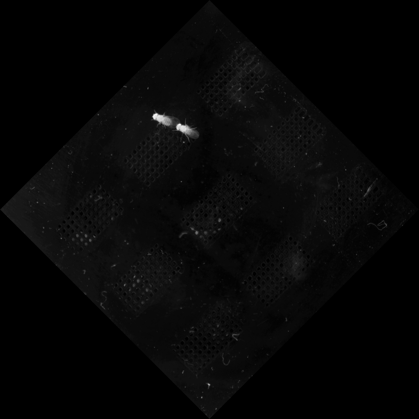 Rotate 45 degrees expanded